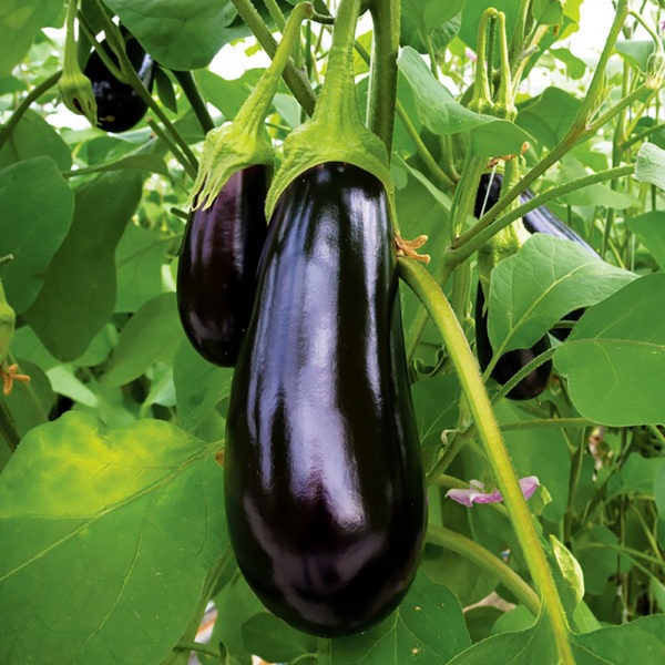 aubergine de barbentane