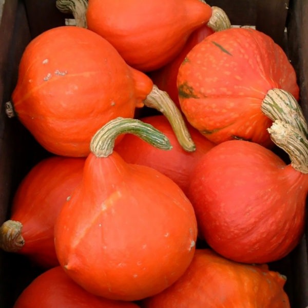 Plant de Courge potimarron red Kuri