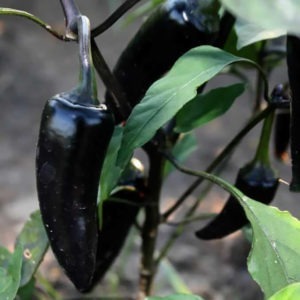 Piment Black Hungarian