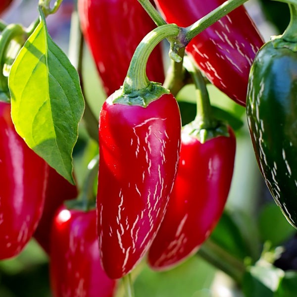 Piment Jalapeno