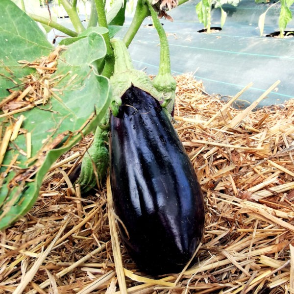 aubergine