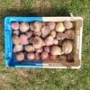 betteraves rouges 500g