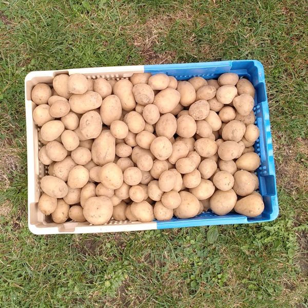 Pommes de terre AGATA (1kg) – Aux jardins d'Adrien