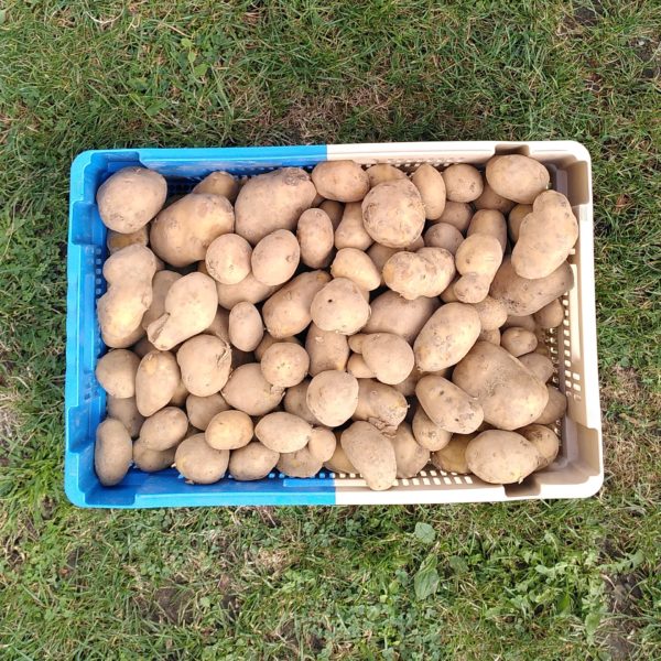 pommes de terre charlotte (1kg)