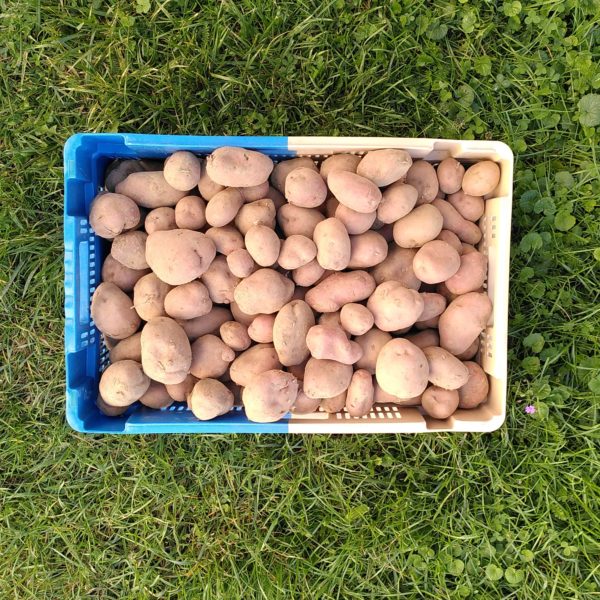 pomme de terre desiree (1kg)