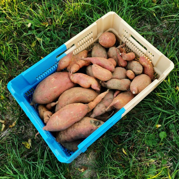 patates douces