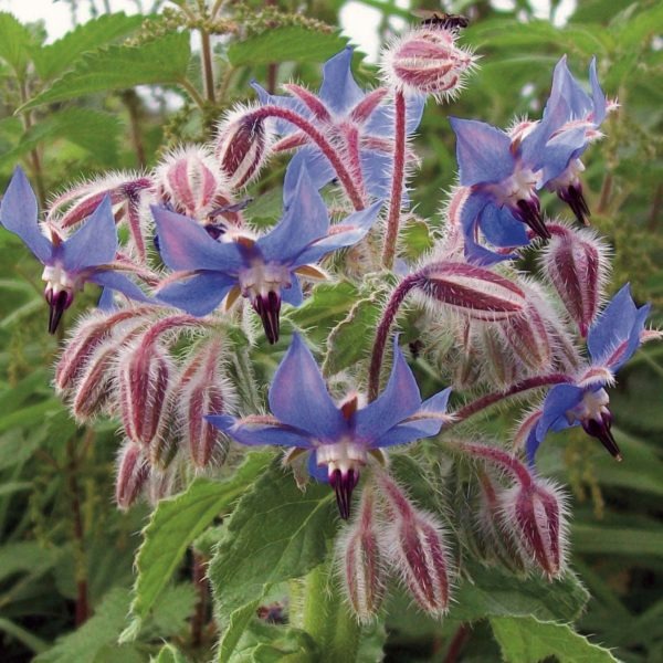 donatellina (cerise rouge allongée)