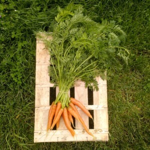 carottes primeur en bottes
