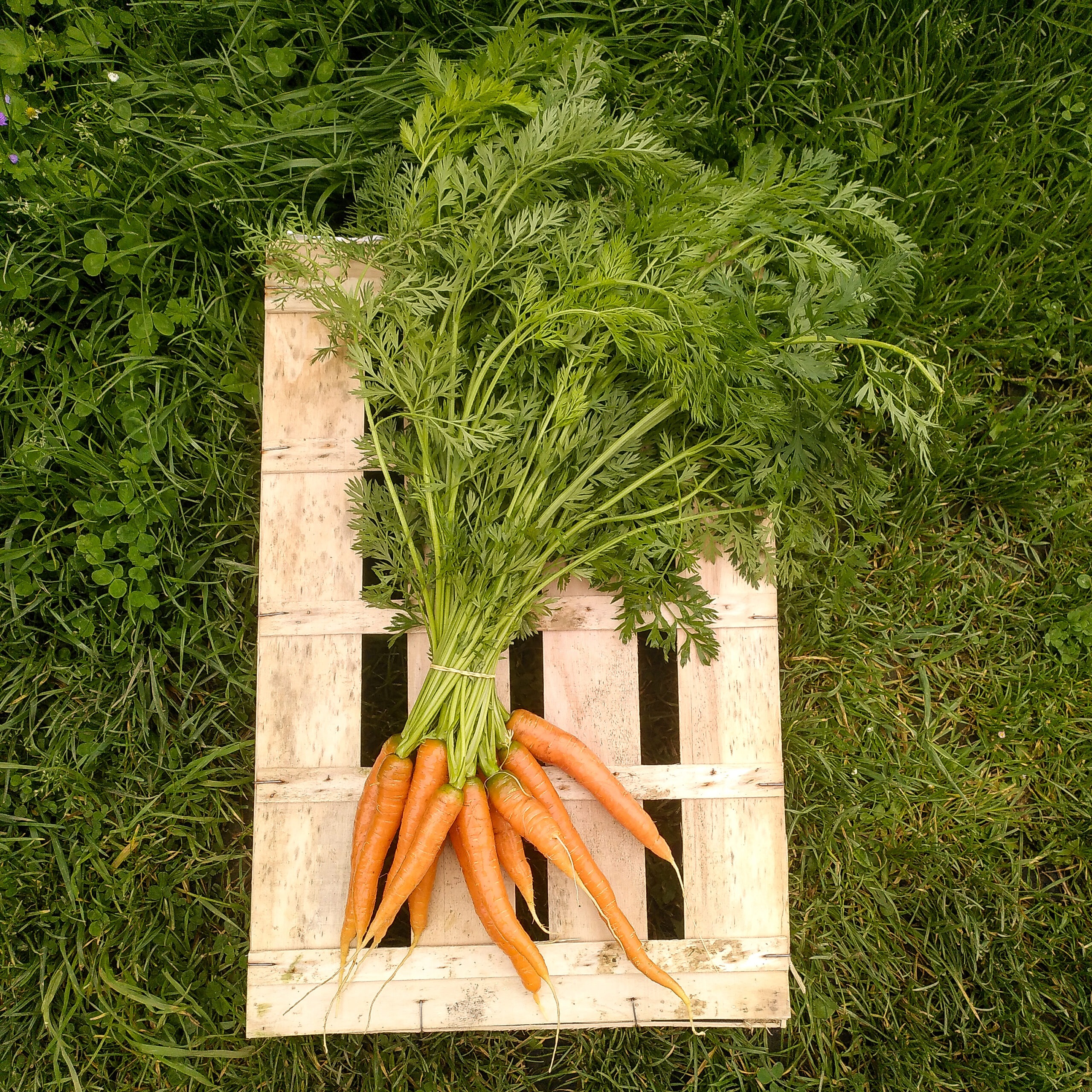 carottes primeur en bottes