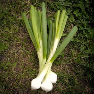 oignons blancs botte (env 500g)