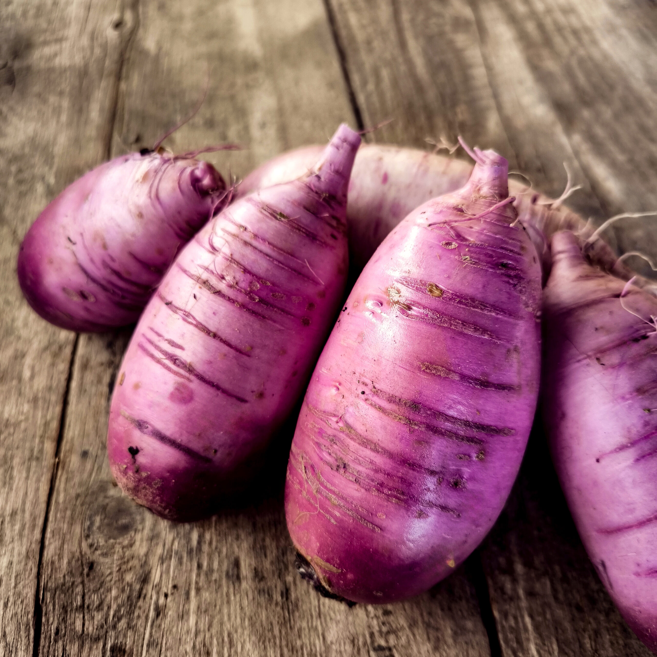 radis violet d'automne 500g