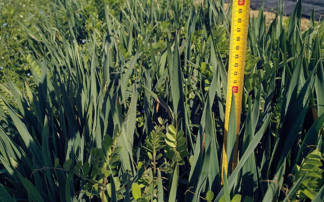Engrais Vert d’hiver : un allié précieux pour le sol