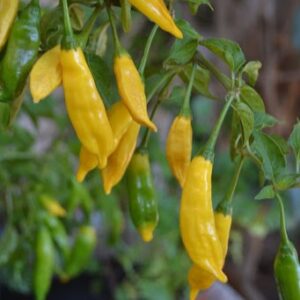 piment lemon drop