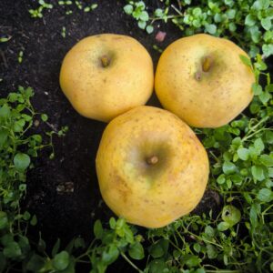 pommes dalirène 1kg