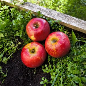 pommes dalirène 1kg