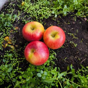 pommes dalirène 1kg