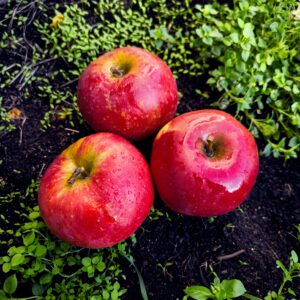 pommes dalirène 1kg