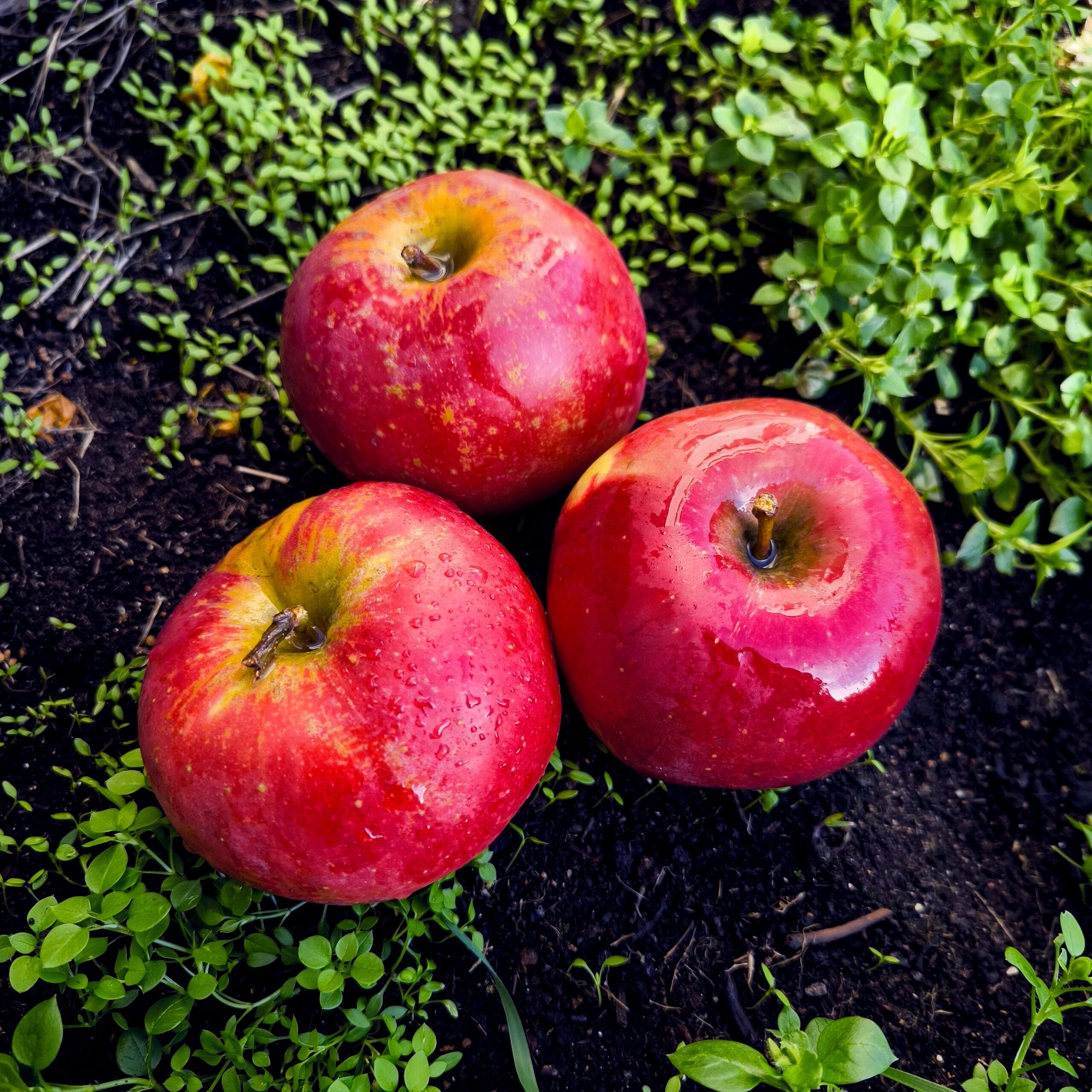 pommes dalirène 1kg