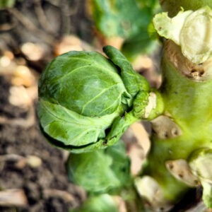 choux de bruxelles 500g