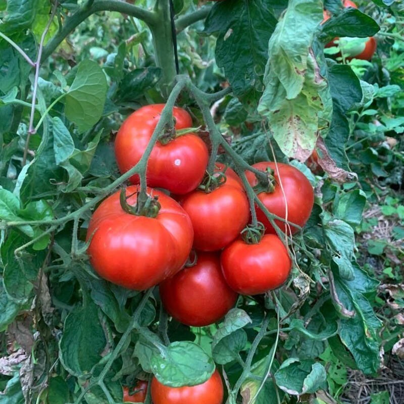 plant de tomate marmande
