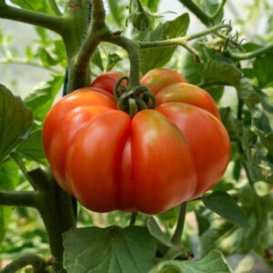 plant de tomate marmande